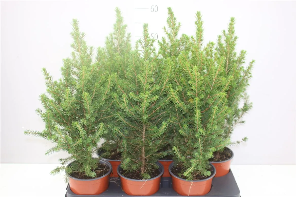 Picea Gl Conica • črepník 15 cm