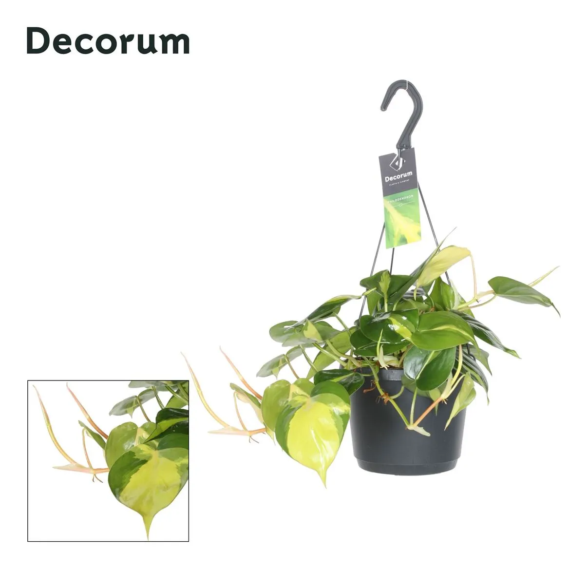 Philodendron Scandens 'brasil' Hang A2 • črepník 17 cm