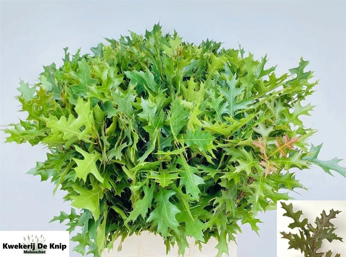 Quercus Palustrus • 80 cm