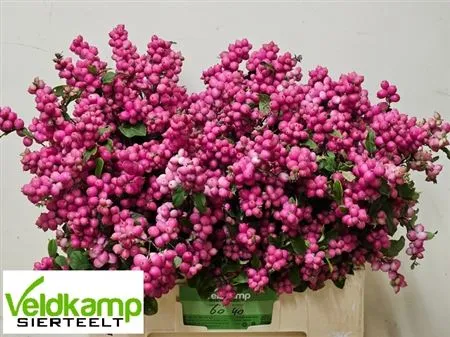 Symphoricarpos Ruby Giant • 60 cm