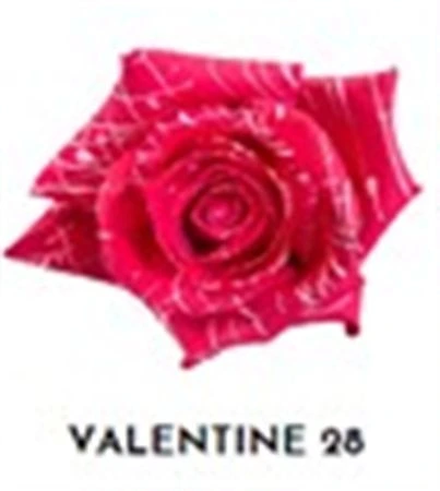 Ruža farbená Valentine 28, Ekvádor • 50 cm