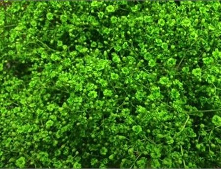 Gypsofila Million Star farbená Green