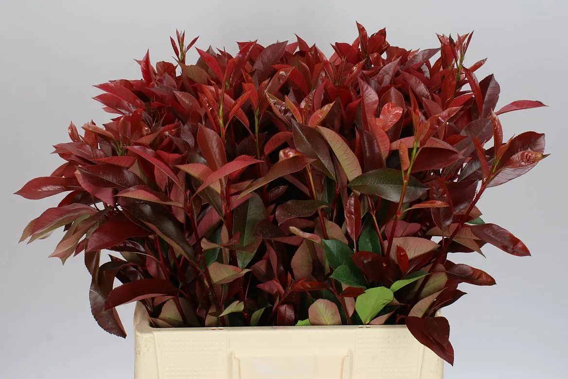 Photinia Red Robin • 60 cm