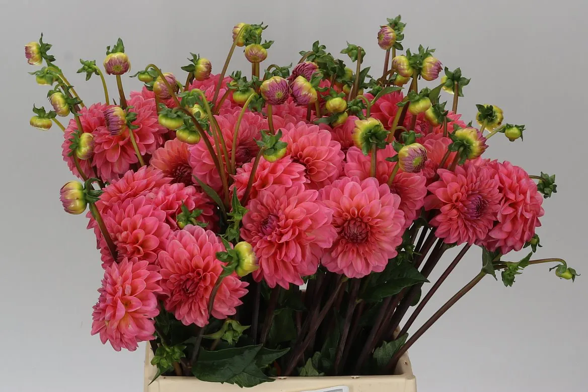 Dahlia Doris Duke • 50 cm