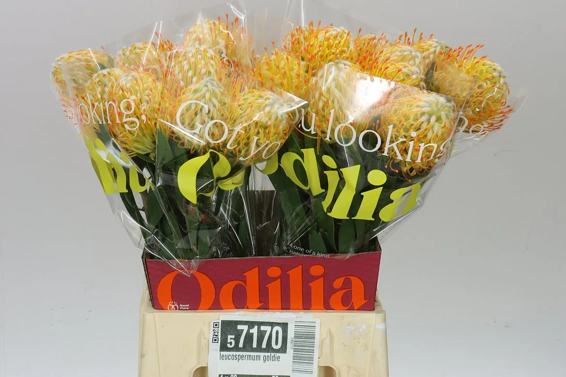 Leucospermum Goldie • 50 cm