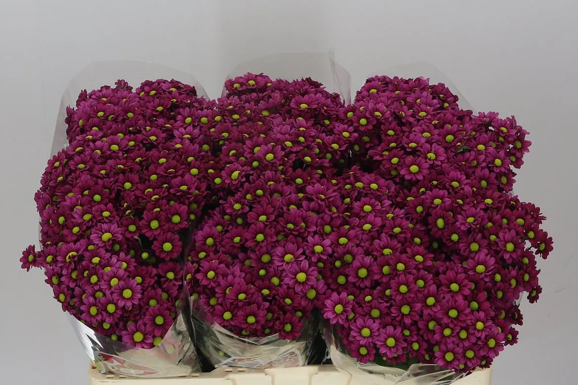 Chryzantéma santini Madiba Jombe Purple • 55 cm