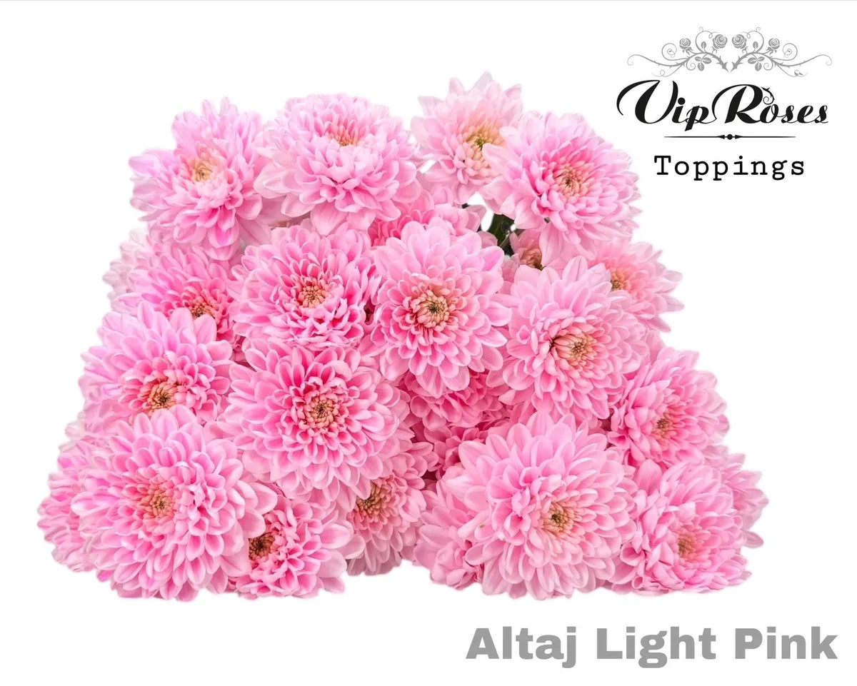 Chryzantéma trsová Altaj Light Pink • 70 cm