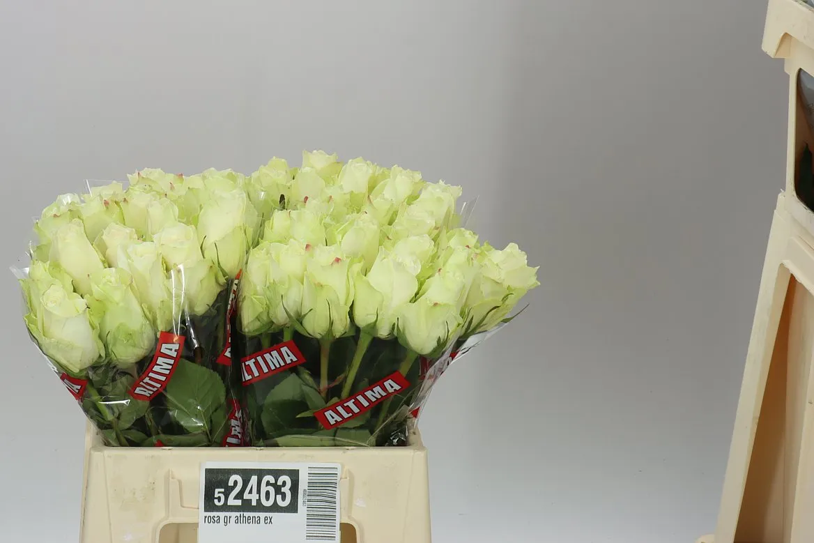 Rosa Gr Athena • 40 cm