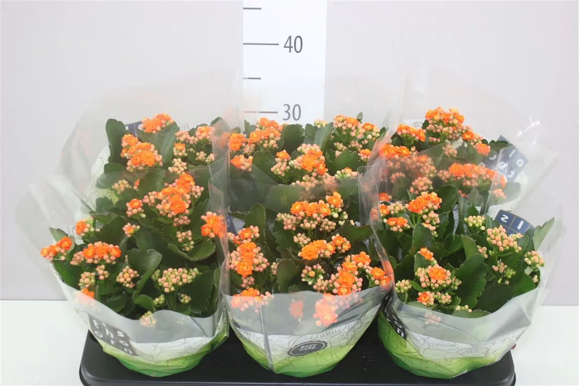 Kalanchoe Calandiva Oranje • črepník 15 cm