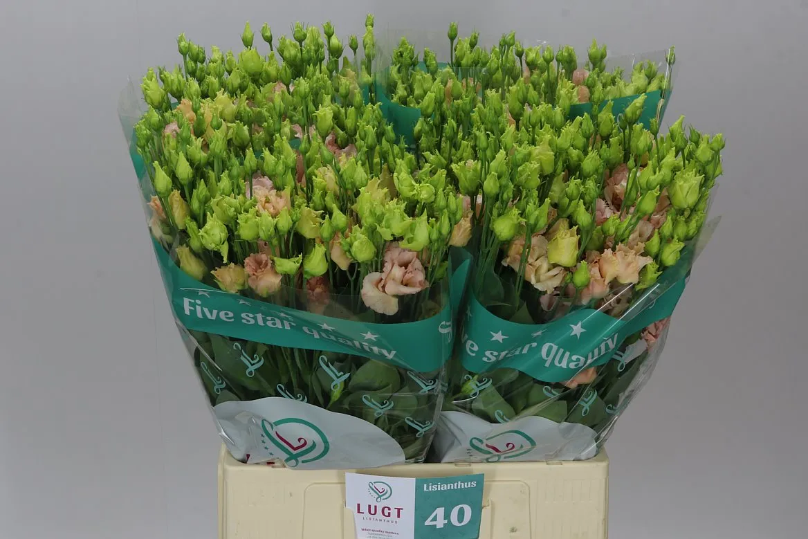 Seust Du Alissa L Apricot X50 • 72 cm
