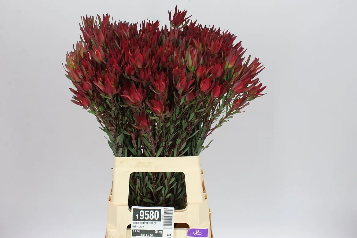 Leucadendron Sal Blush Spray • 70 cm