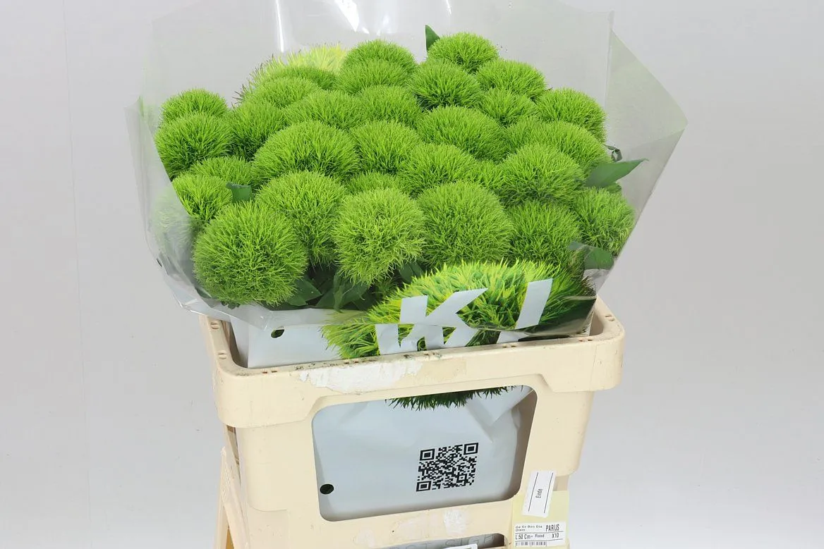Di Bar Kiwi Mellow • 60 cm