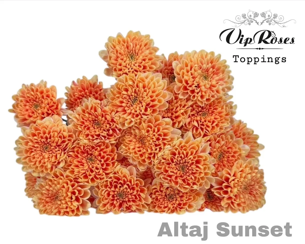 Chryzantéma trsová Altaj Sunset • 65 cm