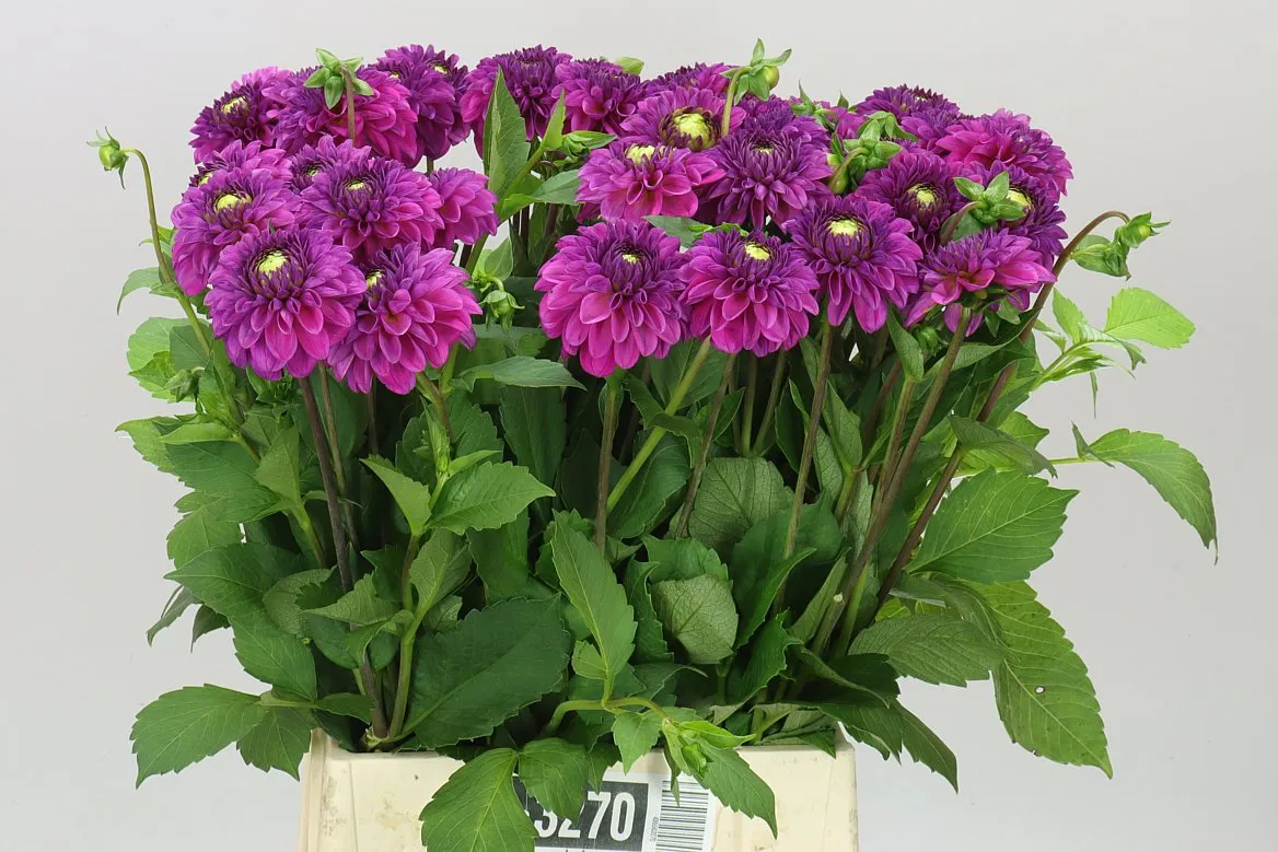 Dahlia Purple Fox • 50 cm