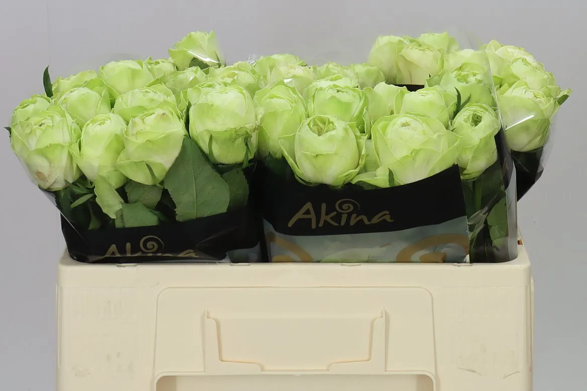 Rosa Gr White Kahala • 50 cm