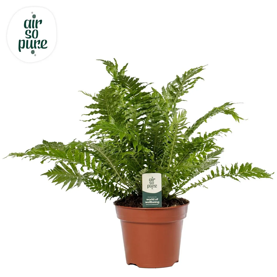 Blechnum Silver Lady - Air So Pure • črepník 17 cm