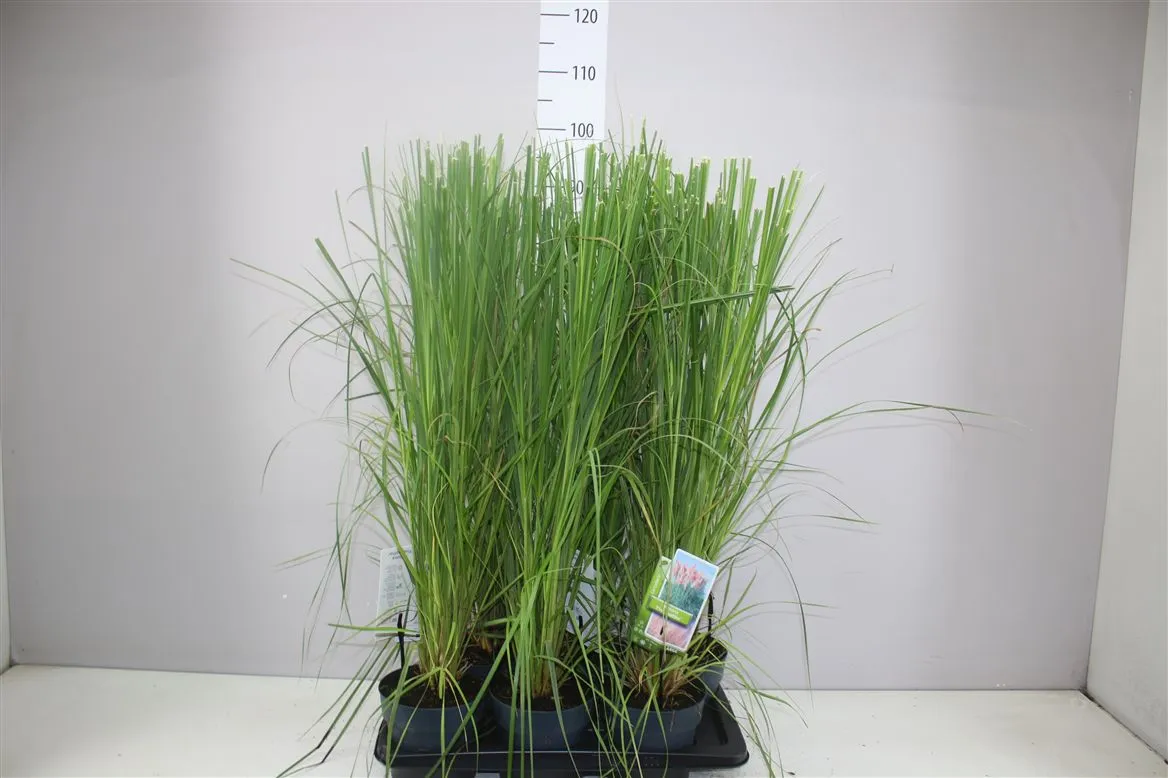 Cortaderia Selloana 'white Feather' • črepník 17 cm