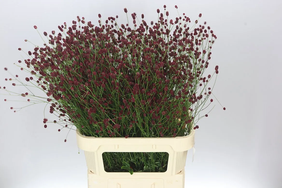 Sanguisorba Of Cayenn R Red • 85 cm