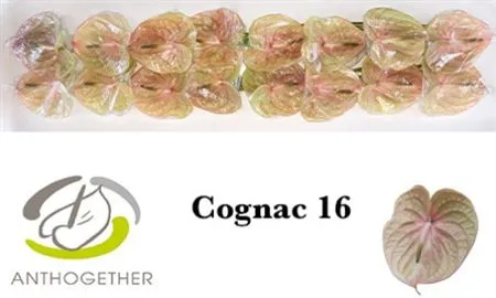 Anth Cognac