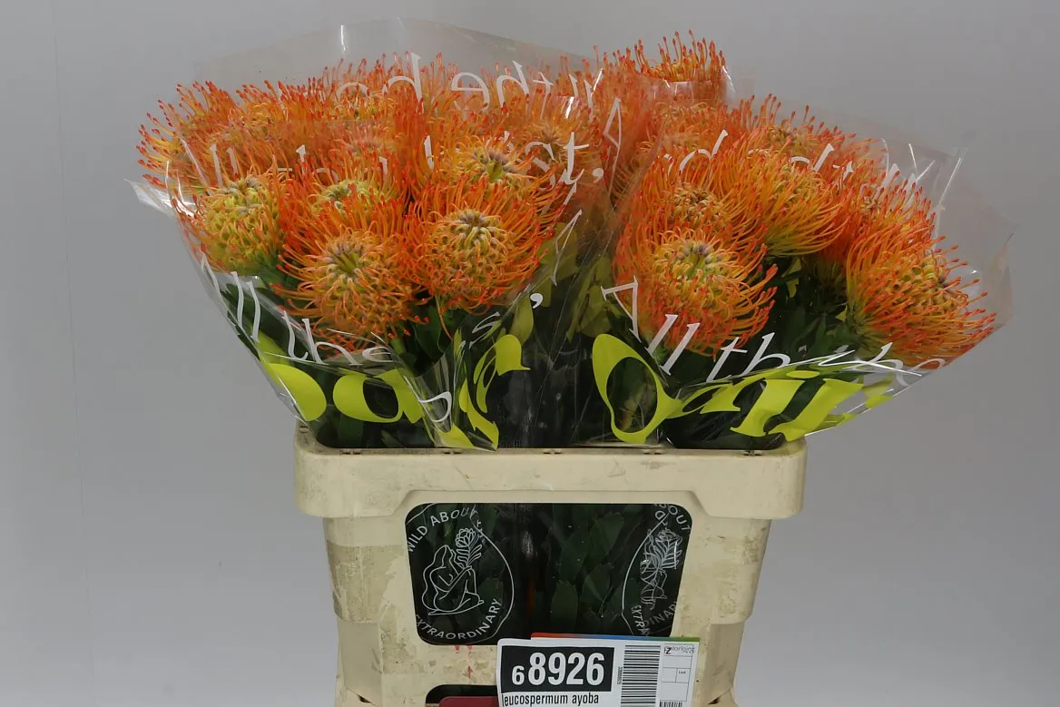 Leucospermum Ayoba Sun • 60 cm
