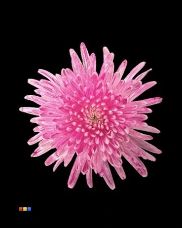 Chryzantéma veľkokvetá Topspin Dusty Cerise • 70 cm