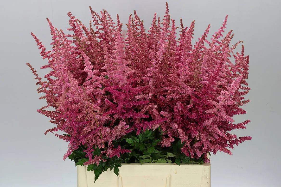 Astilbe Loud & Proud • 70 cm