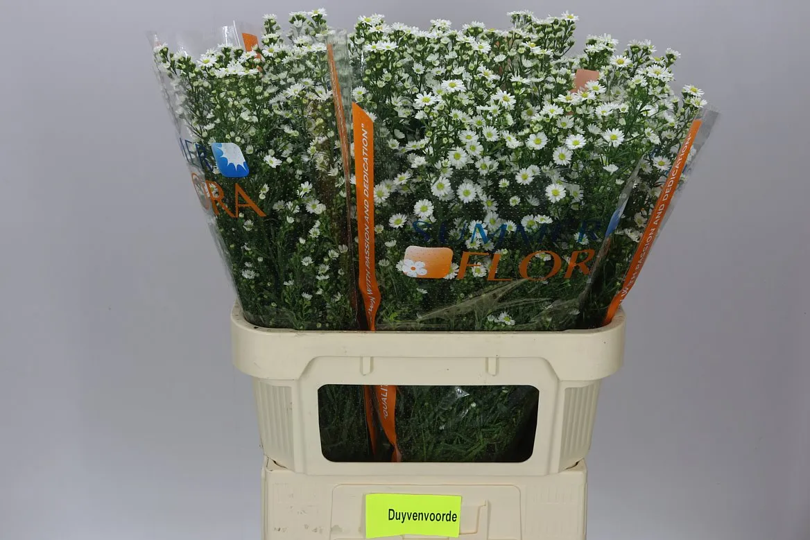 Aster Paquita • 70 cm