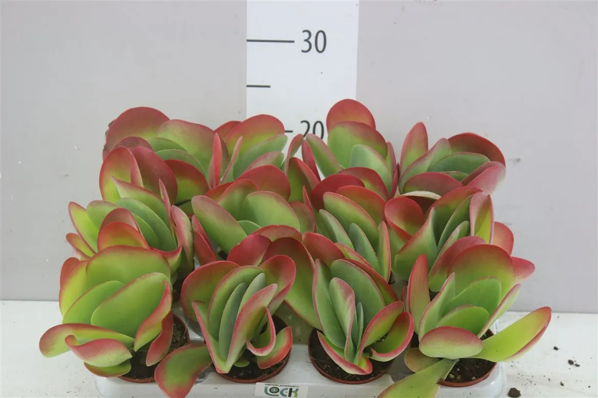 Kalanchoe Thyrsiflora • črepník 8,5 cm
