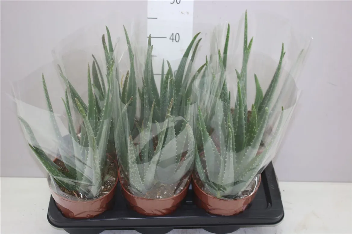 Aloe Vera • črepník 17 cm