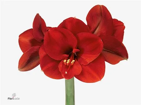 Hipp Ferrari • 75 cm