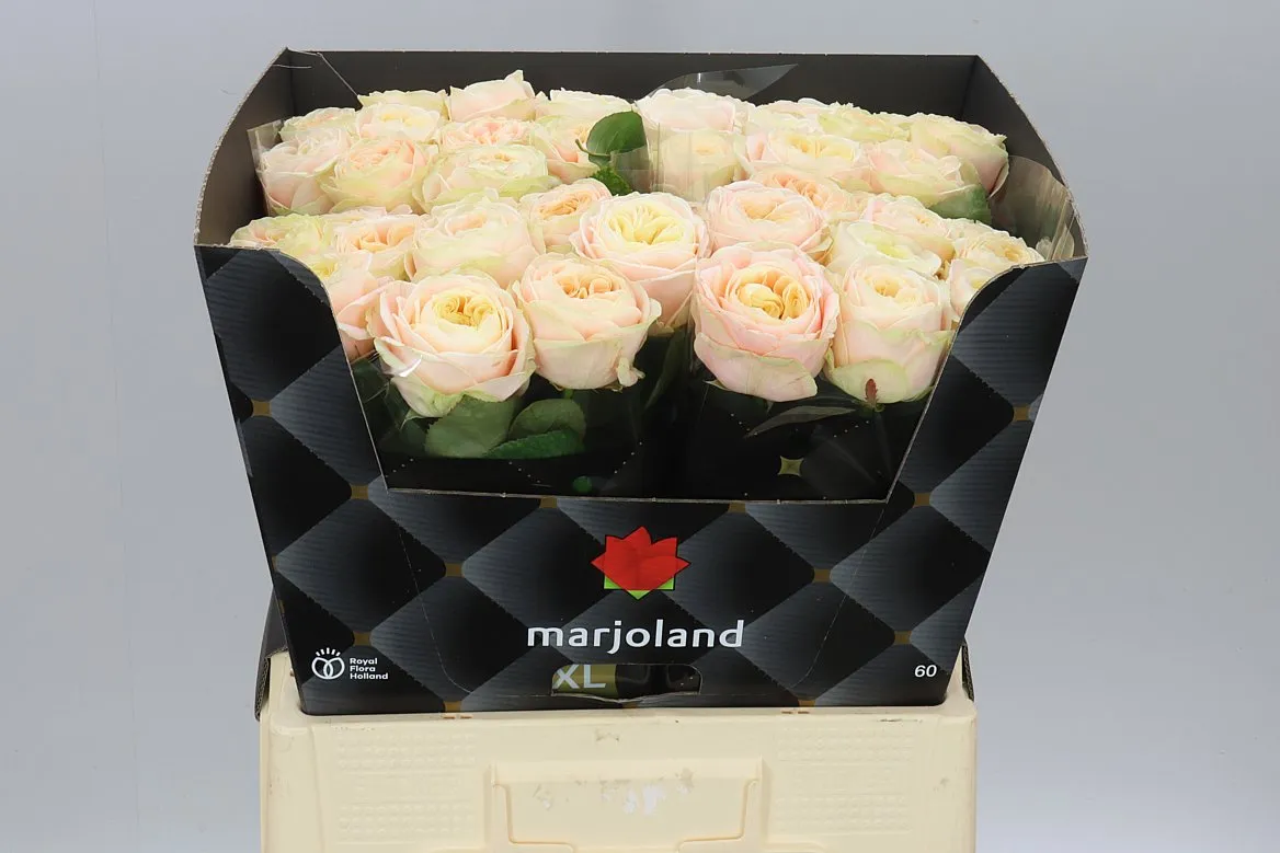 Rosa Gar Priscilla! • 60 cm