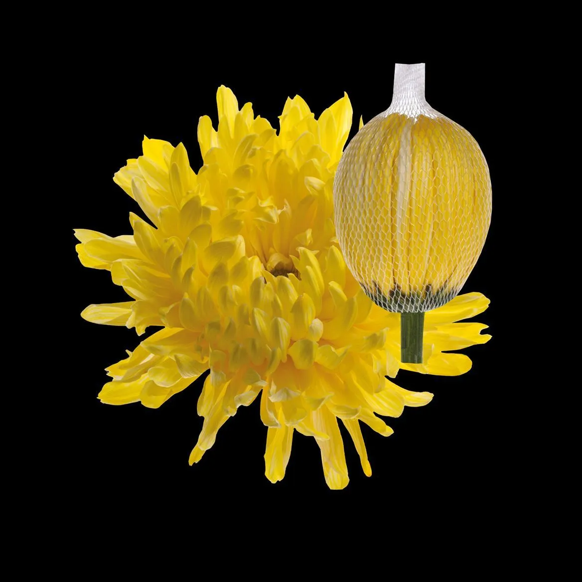 Chryzantéma veľkokvetá Antonov Yellow • 70 cm