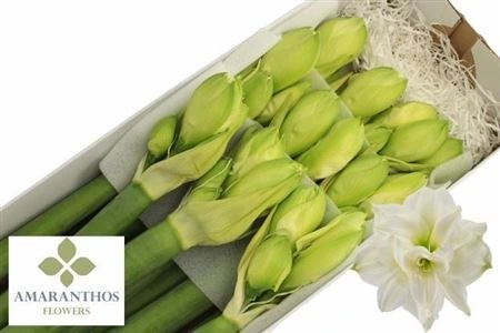 Amarylis Dg Whi Symphony • 80 cm