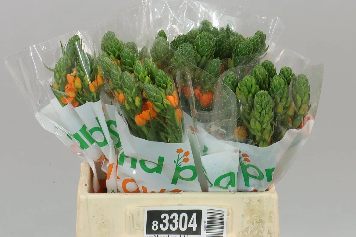 Ornithogalum Dubium Sunray • 40 cm