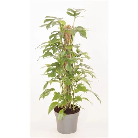 Monstera Minima na machovej tyči • črepník 19 cm