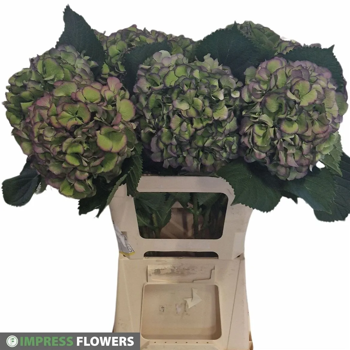 Hortenzia Elbtal Blue Classic • 60 cm
