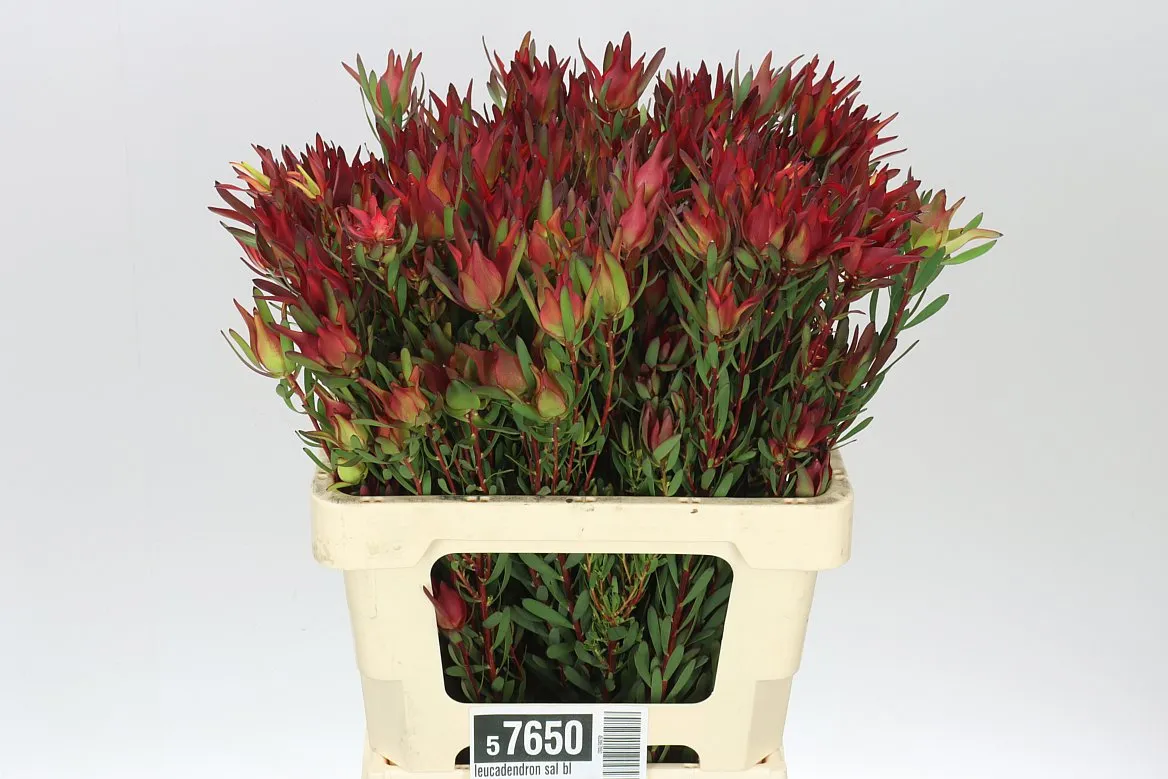 Leucadendron Sal Blush Spray • 60 cm
