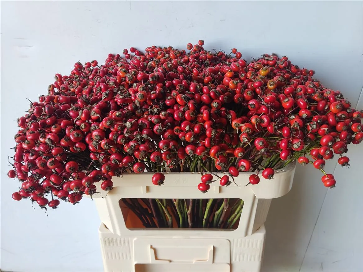 Šípky Red Hooijdonk • 70 cm
