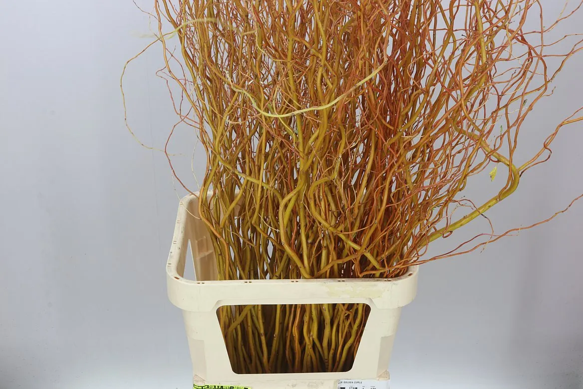 Salix Golden Curls • 130 cm