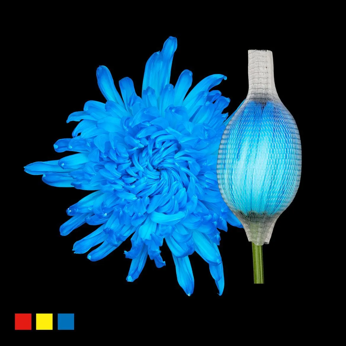 Chryzantéma veľkokvetá Stravina Light Blue • 70 cm