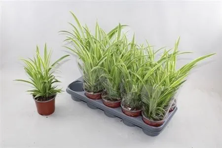 Chlorophytum Comosum Variegatum • črepník 12 cm
