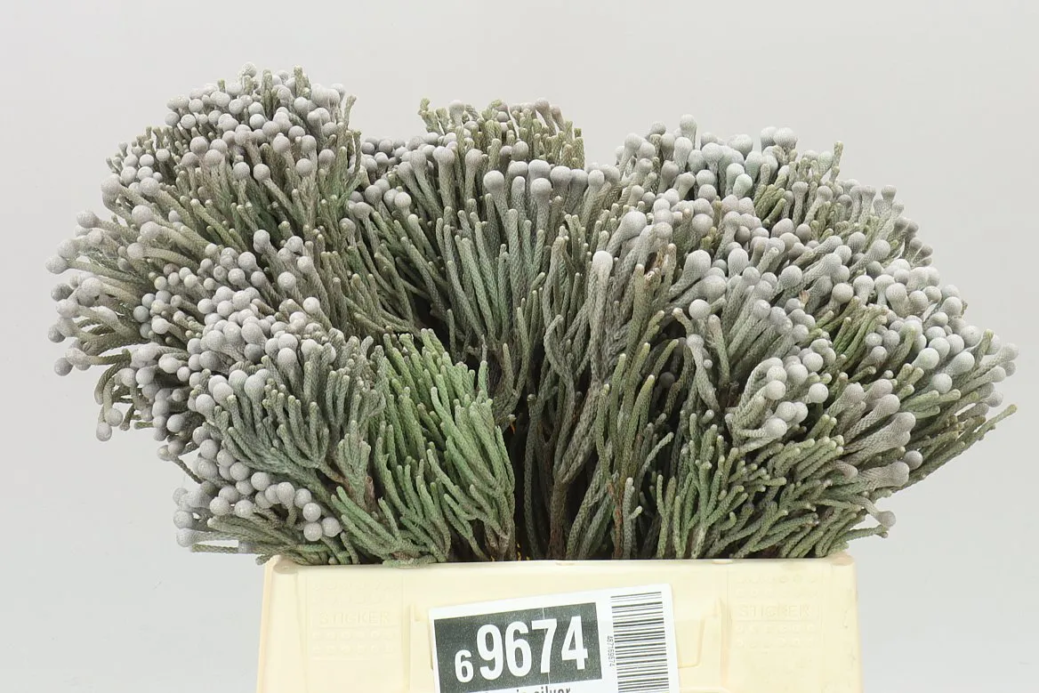 Kaaps Brunia Silver • 40 cm