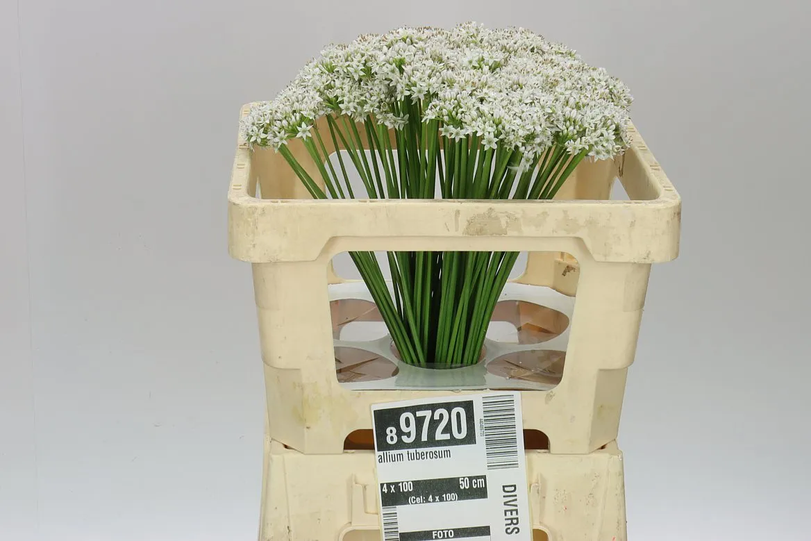 Allium Tuberosum • 50 cm