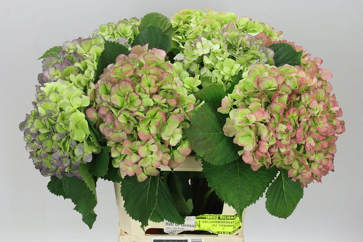 Hortenzia Verena Casino Classic • 65 cm