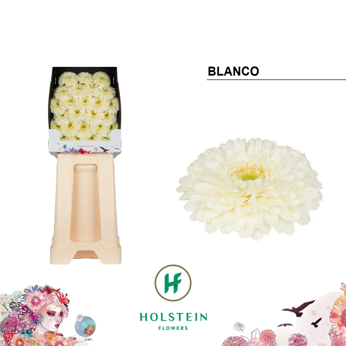 Germini Diamond P Blanco • 55 cm