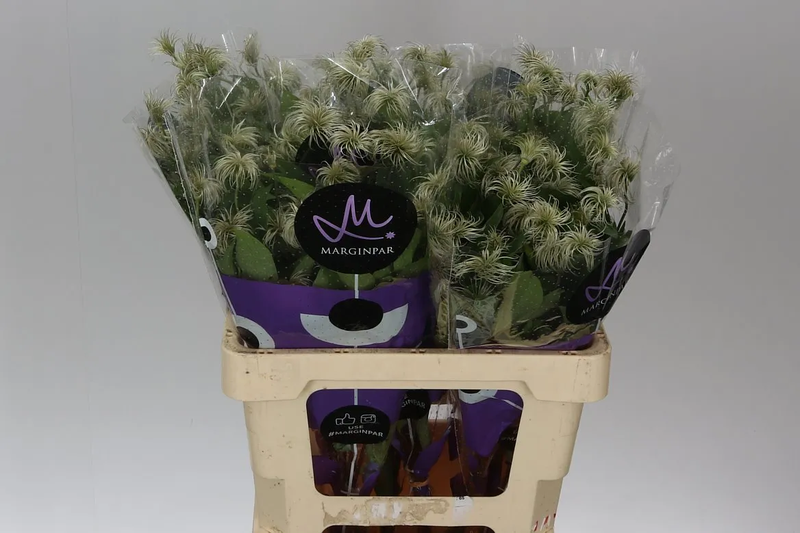 Clematis Amazing Kibo (seed) • 60 cm