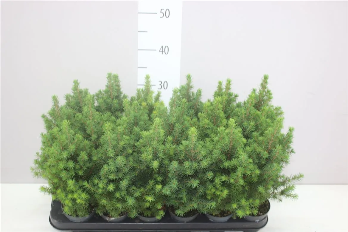 Picea Gl Conica • črepník 9 cm