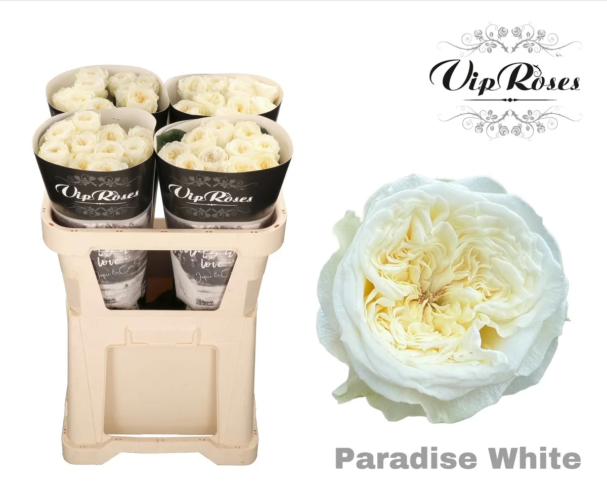 Ruža Paradise White X40 • 70 cm