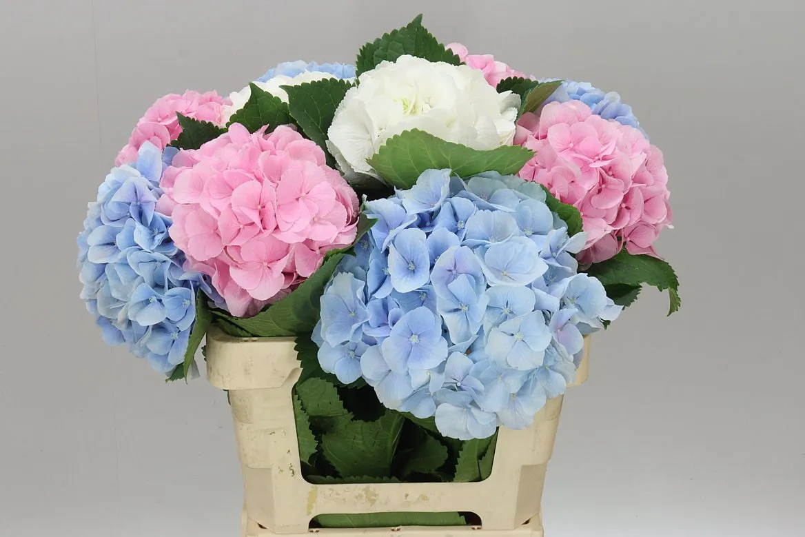 Hyd Mixed Pastel • 60 cm