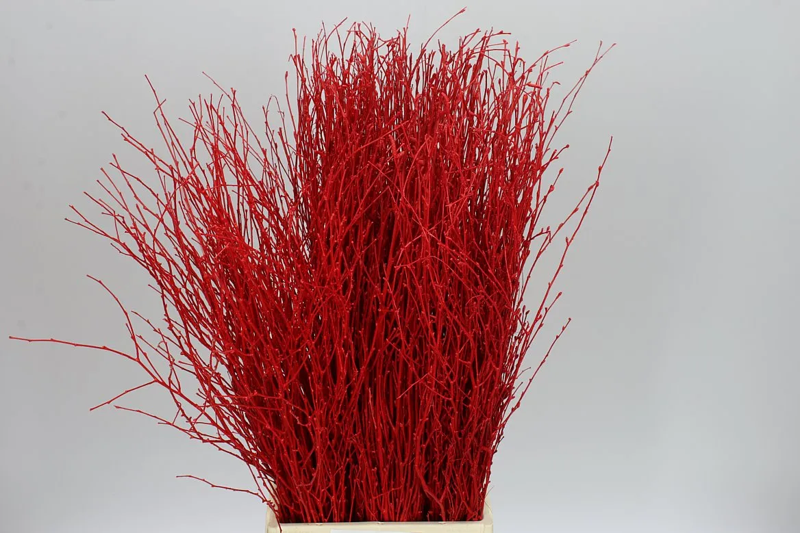 Breza Red • 70 cm
